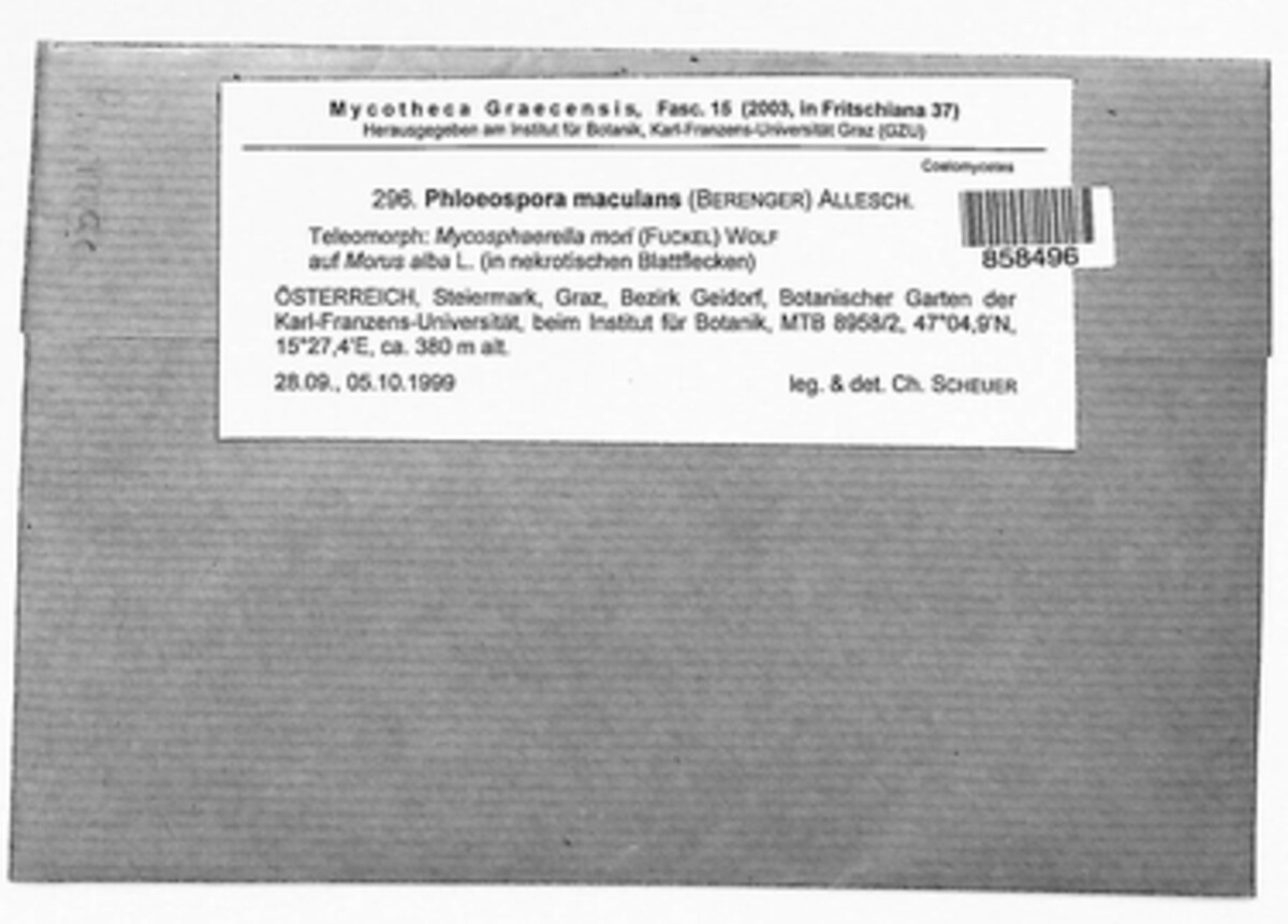 Neophloeospora maculans image